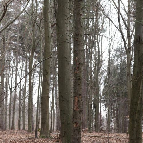 Melampsorella caryophyllacearum