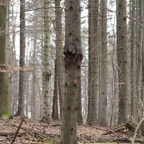 Melampsorella caryophyllacearum