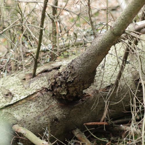 Melampsorella caryophyllacearum