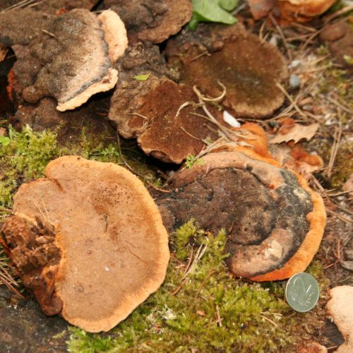 Gloeophyllum odoratum 