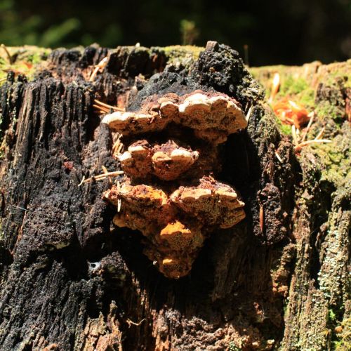 Gloeophyllum odoratum 