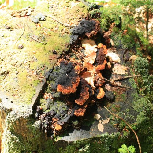 Gloeophyllum odoratum 