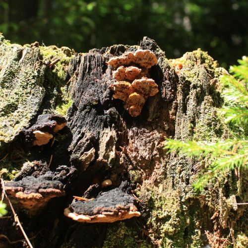 Gloeophyllum odoratum 