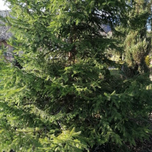 Sacchiphantes viridis 