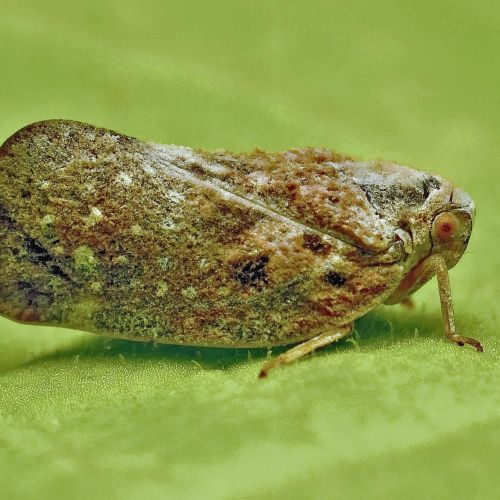 Metcalfa pruinosa