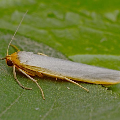 Scarce footman