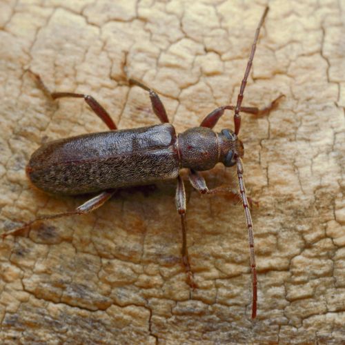 Trichoferus campestris