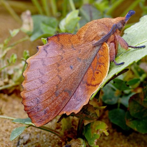 Gastropacha quercifolia