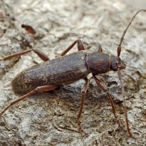 Trichoferus campestris