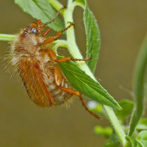 Amphimallon solstitiale