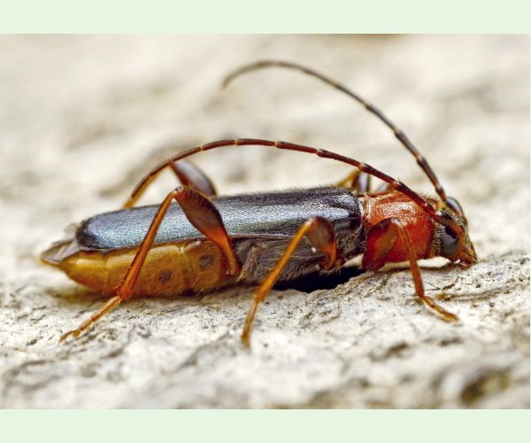 Phymatodes testaceus