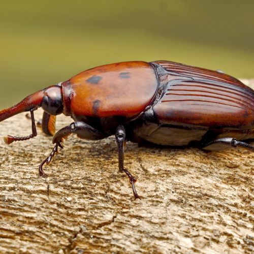 Rhynchophorus ferrugineus