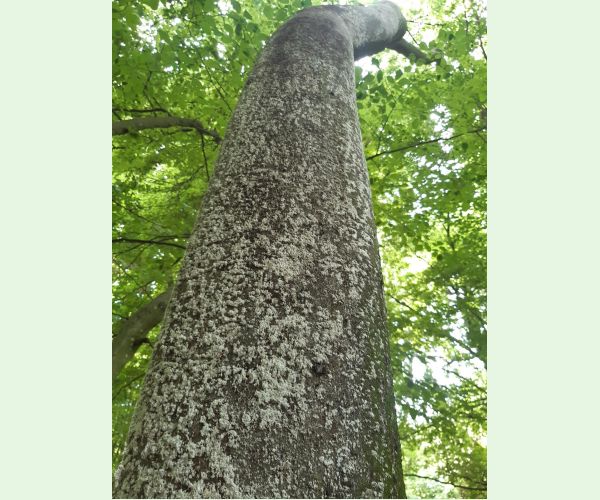 Cryptococcus fagisuga