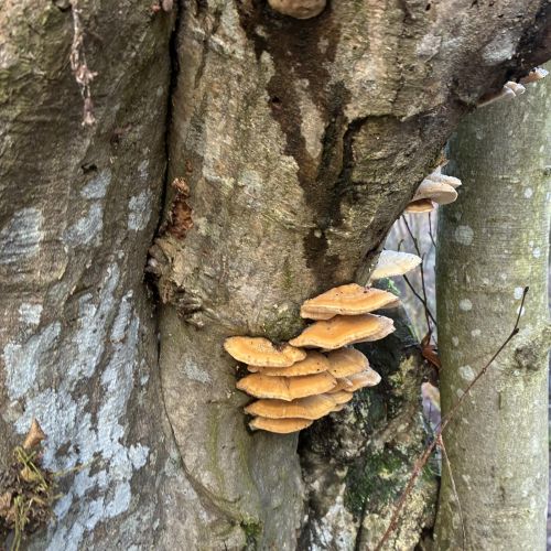 A - nie je v databáze