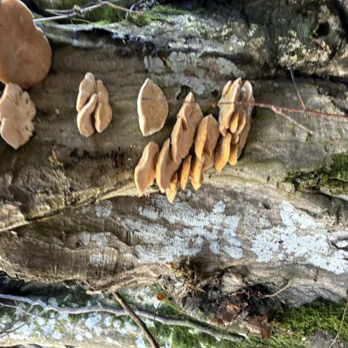 A - nie je v databáze