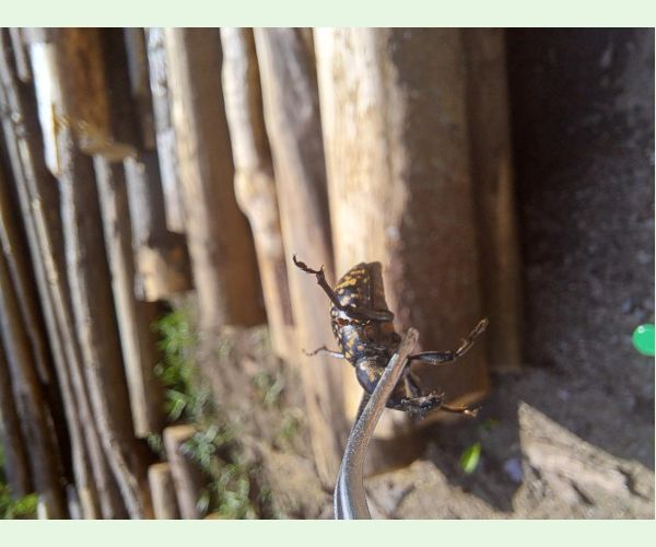 Liparus glabrirostris