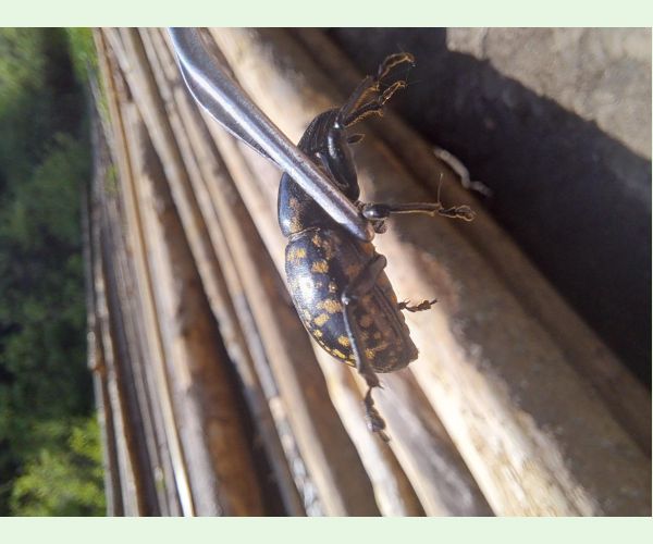 Liparus glabrirostris