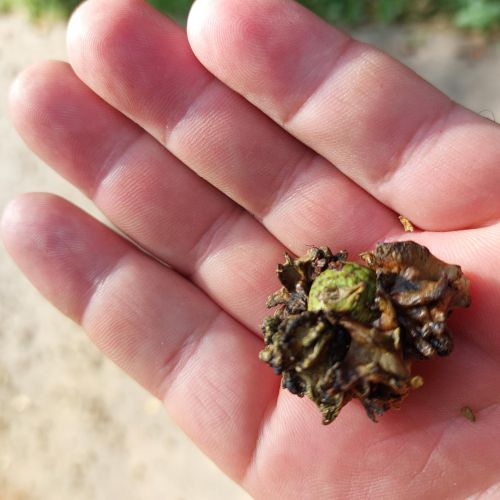 Andricus quercuscalicis