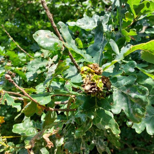 Andricus quercuscalicis