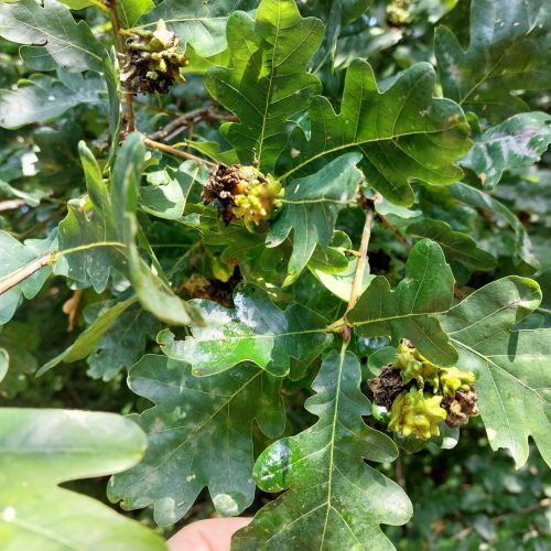 Andricus quercuscalicis