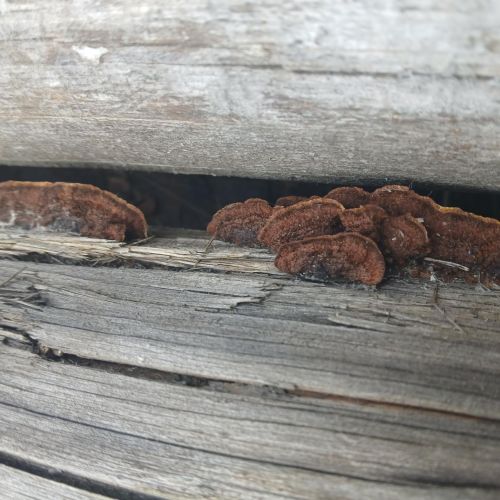 Gloeophyllum sepiarium