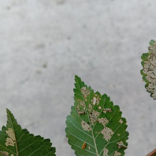 Xanthogaleruca luteola