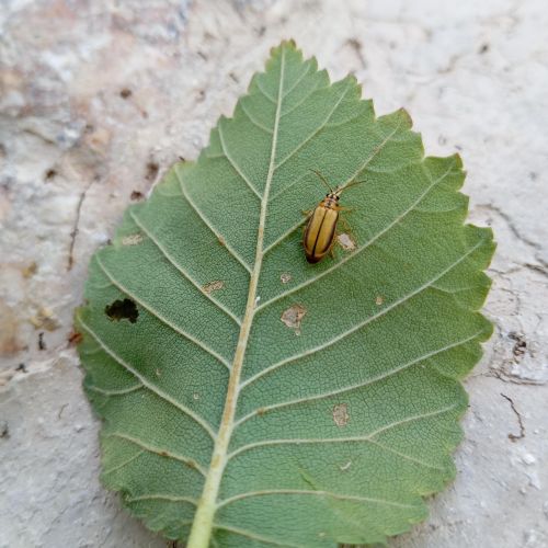 Xanthogaleruca luteola