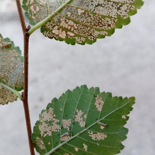 Xanthogaleruca luteola