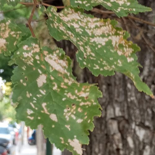 Xanthogaleruca luteola