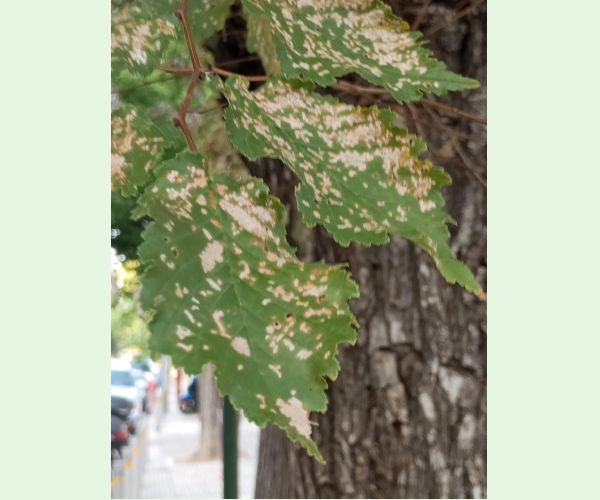 Xanthogaleruca luteola