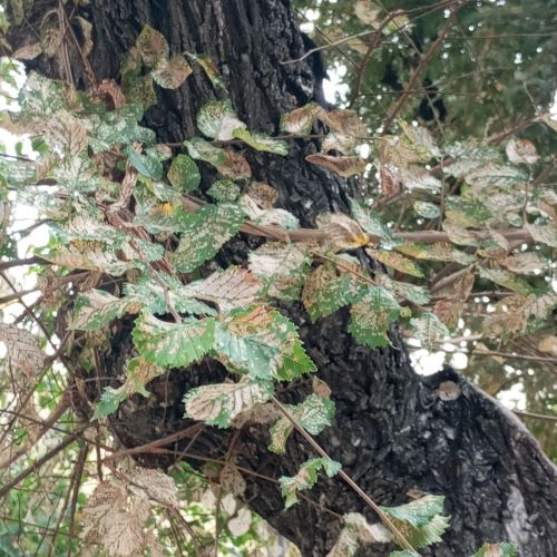 Xanthogaleruca luteola