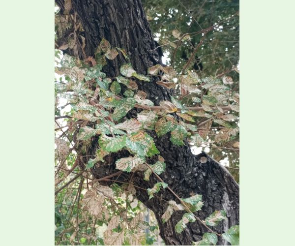 Xanthogaleruca luteola