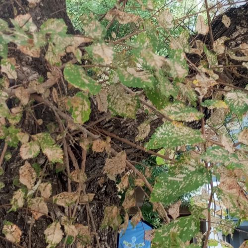 Xanthogaleruca luteola