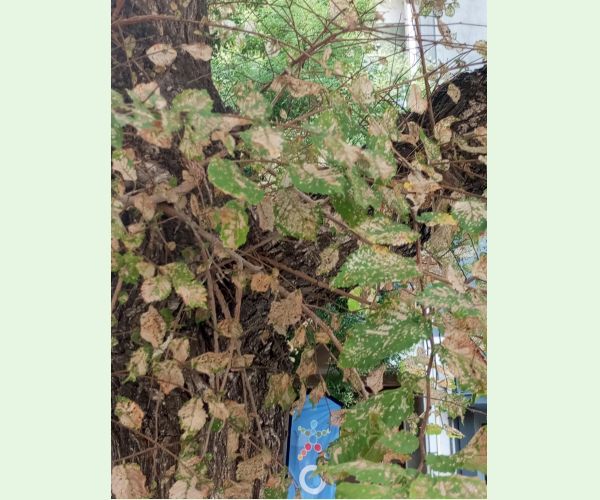 Xanthogaleruca luteola