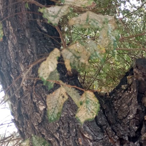 Xanthogaleruca luteola