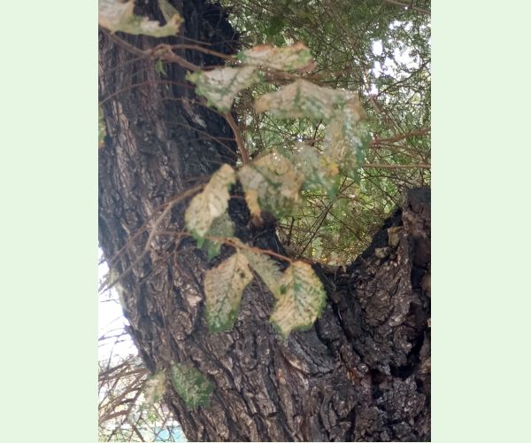 Xanthogaleruca luteola