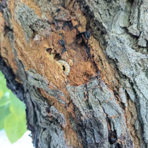 Xylotrechus chinensis