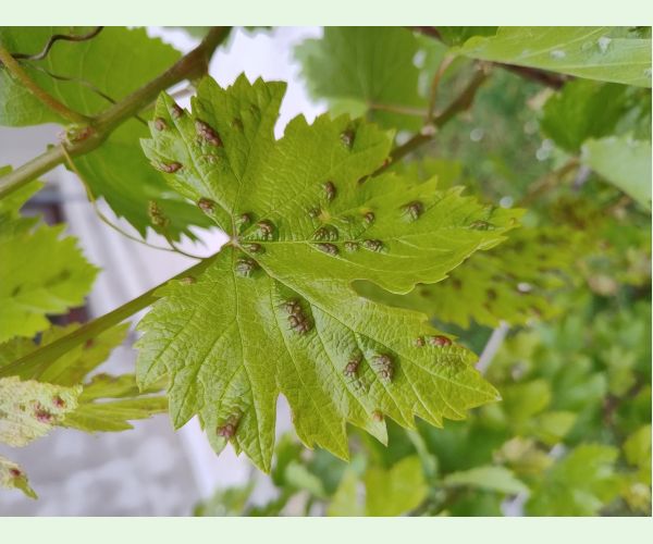 Colomerus vitis