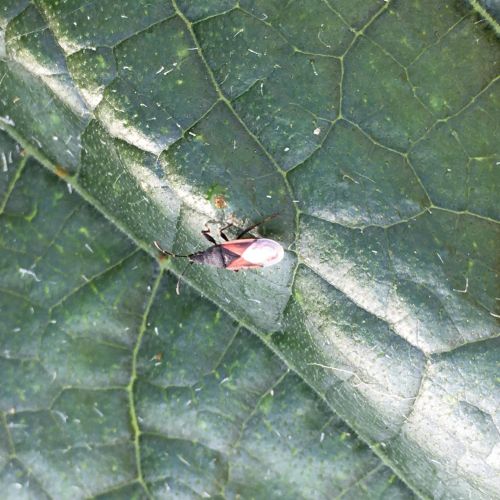 Oxycarenus lavaterae