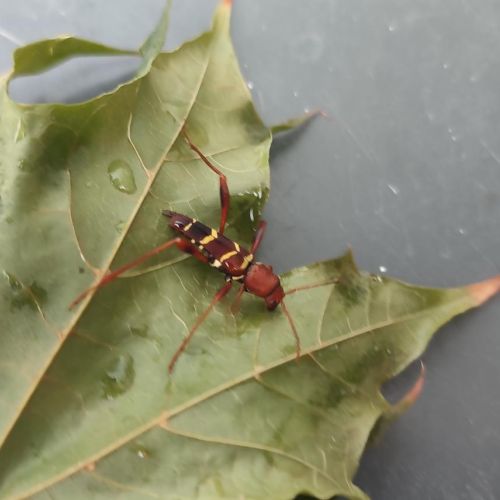 Neoclytus acuminatus