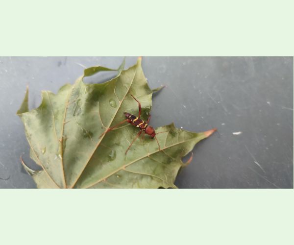 Neoclytus acuminatus