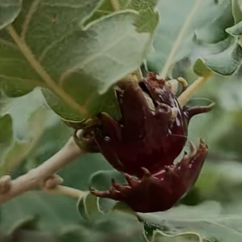 Andricus dentimitratus