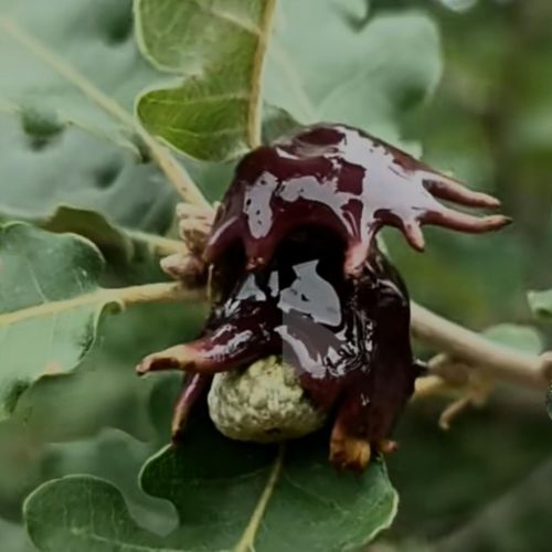 Andricus dentimitratus