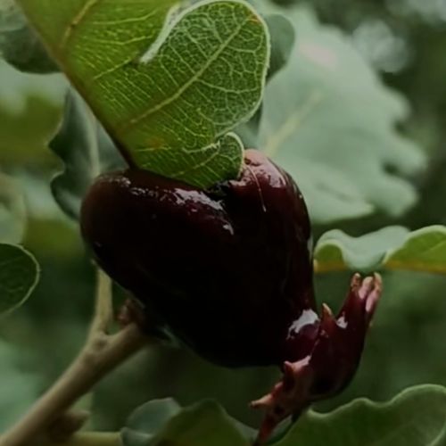 Andricus dentimitratus