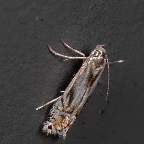 Phyllocnistis unipunctella