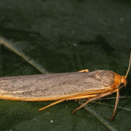Scarce footman