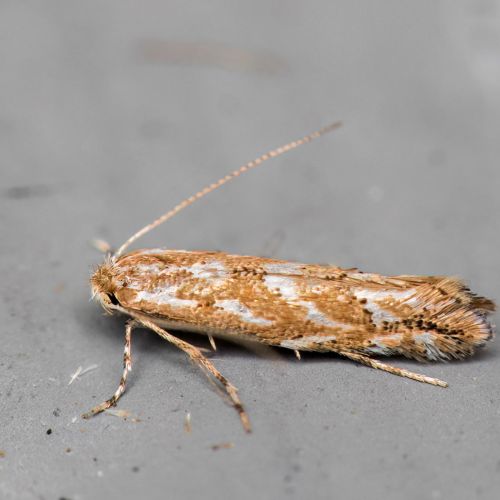 Phyllonorycter issikii