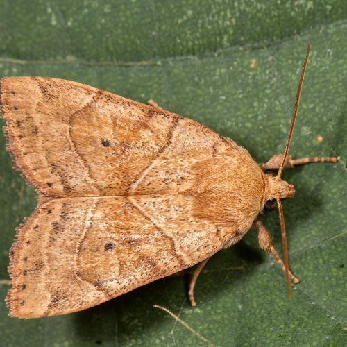 Cosmia trapezina