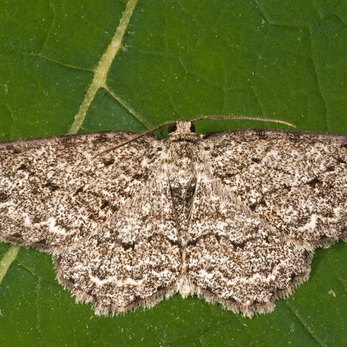 Ectropis crepuscularia