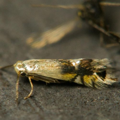 Coptodisca lucifluella